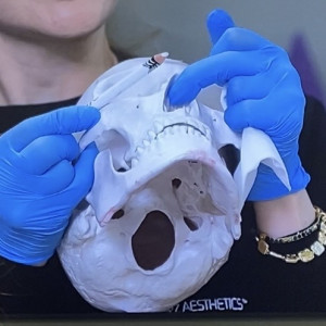 Anatomy lesson image