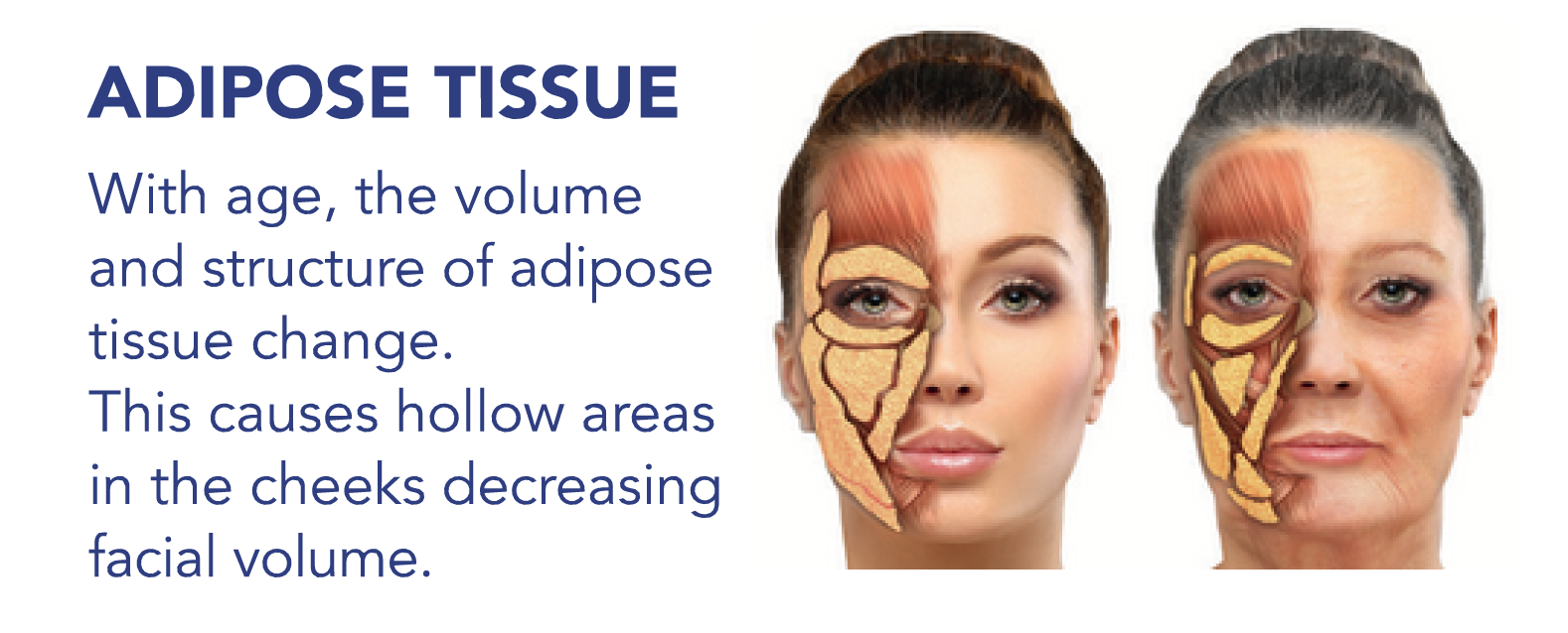 Structura Adipoe Tissue